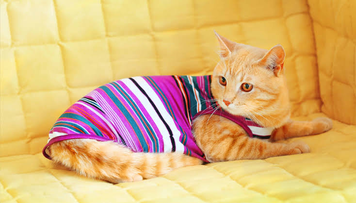 PET CLOTHES FOR EVERYDAY COMFORT