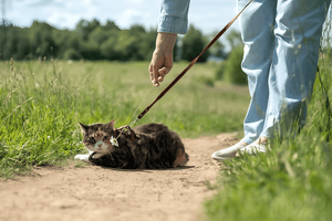 ENJOYING EVERY WALK TOGETHER